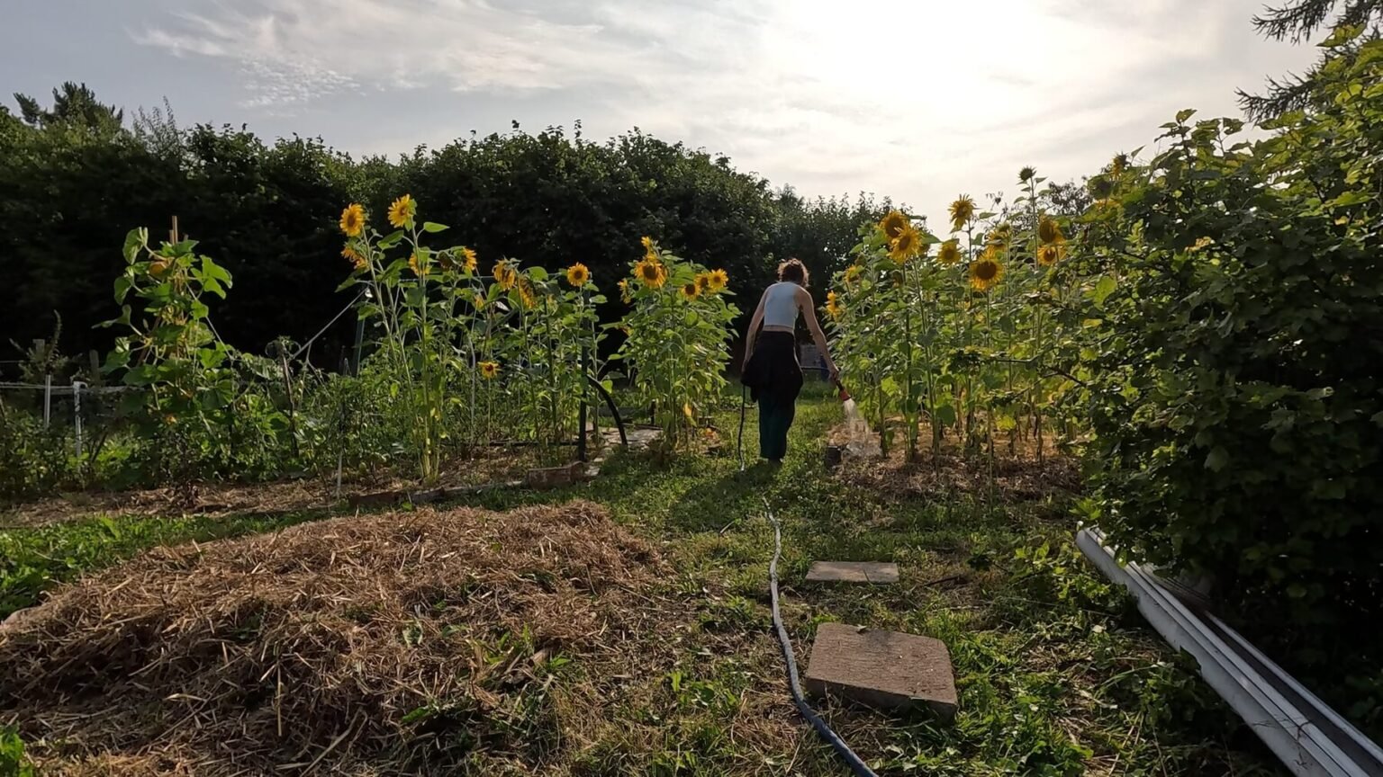 Kate is wakling into the sunshine through a garden path with many sunflowers on either side. She is dragging a garden hose. The sun is already pretty low and soon going to vanish behind the trees in the background.