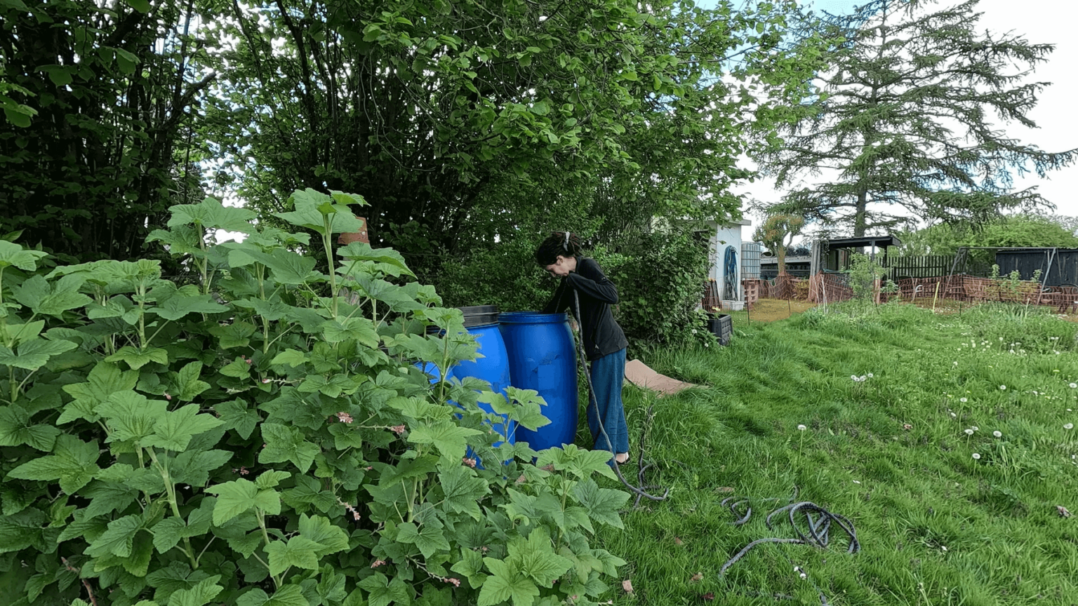 Kate is placing an electric water pump into a rain barrel. There is a second rain barrel visible to the left of the one she works on. Around her, the garden is green.