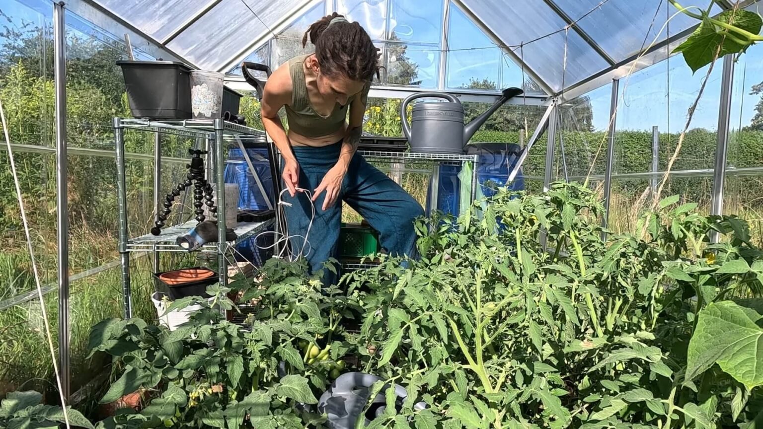 Kate's stand in a very full greenhouse. Tomato plants are leaning into the path. She is holding a string and binding some of the tomatoes to another string to hold them up.
