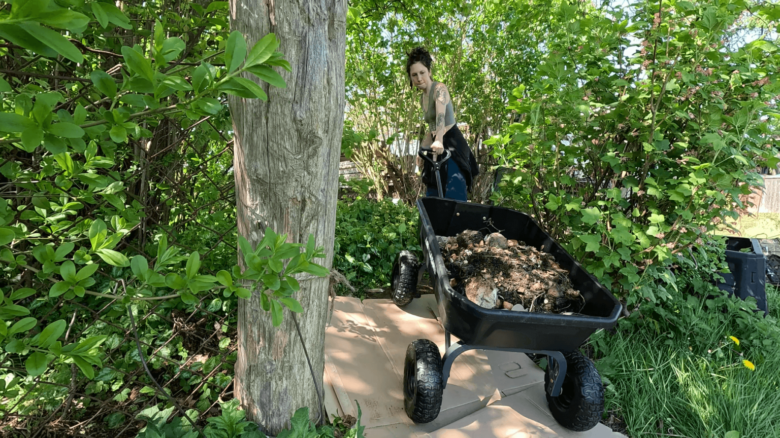 Kate is leaning back to pull a garden cart filled with soil up a small incline between her garden plots. A fence post is to the left of the cart. There is greenery all around.