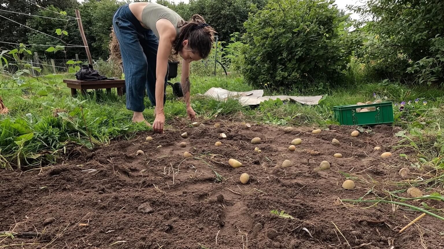 Kate is leaning over a bed with freshly freed soil. There are potatoes in semi-even rows on top of the soil.
