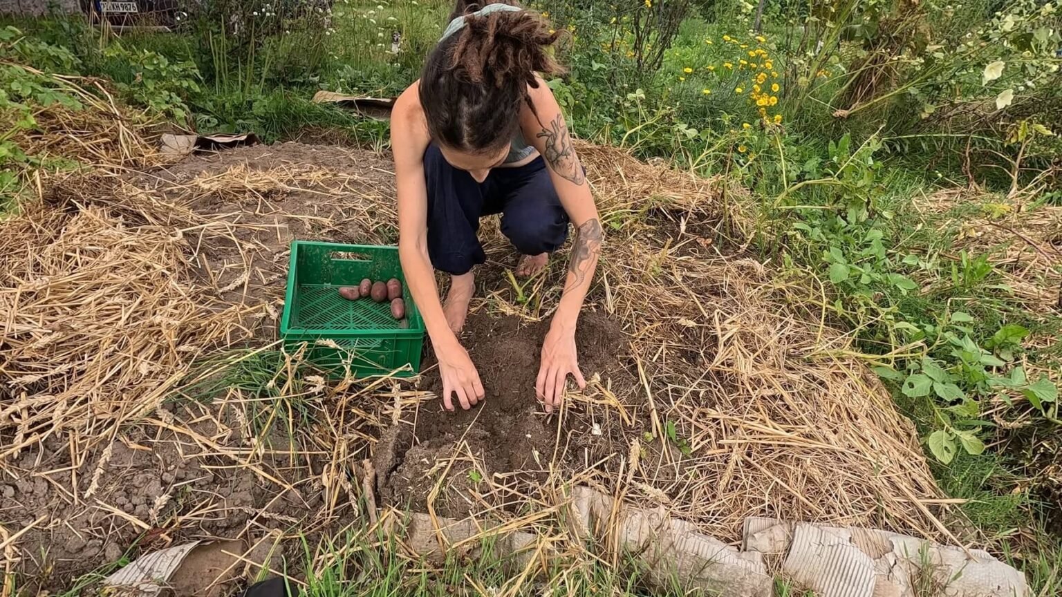Kate squats in her potato bed and digs out potatoes. Most of the bed is covered in straw.