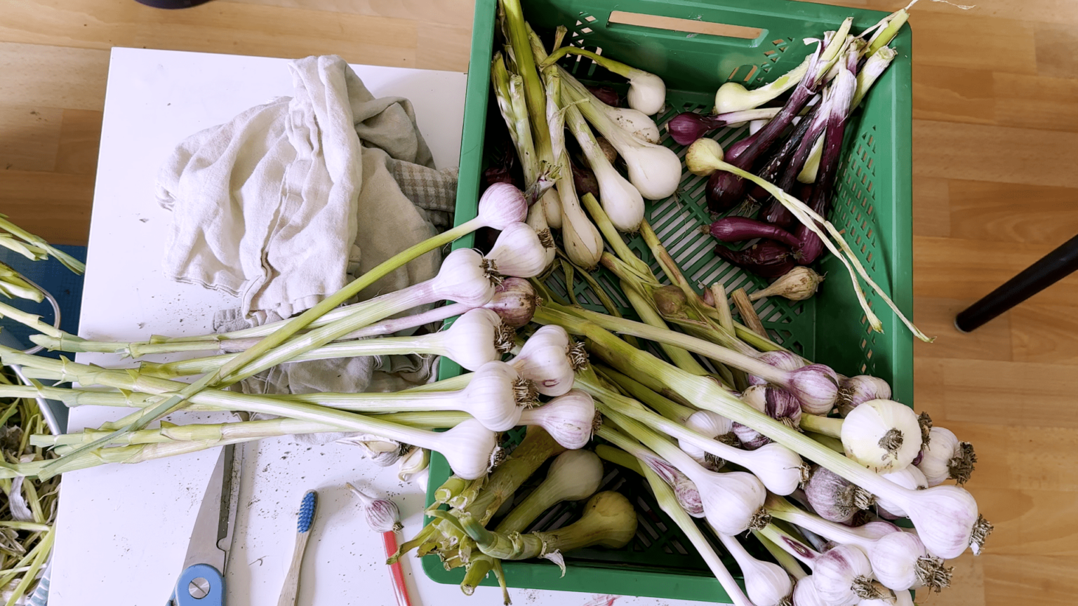 A view from above onto a low white table with a crate of garlic bulbs with their green still on. Two towels, scissors, and a toothbrush are also on the table.