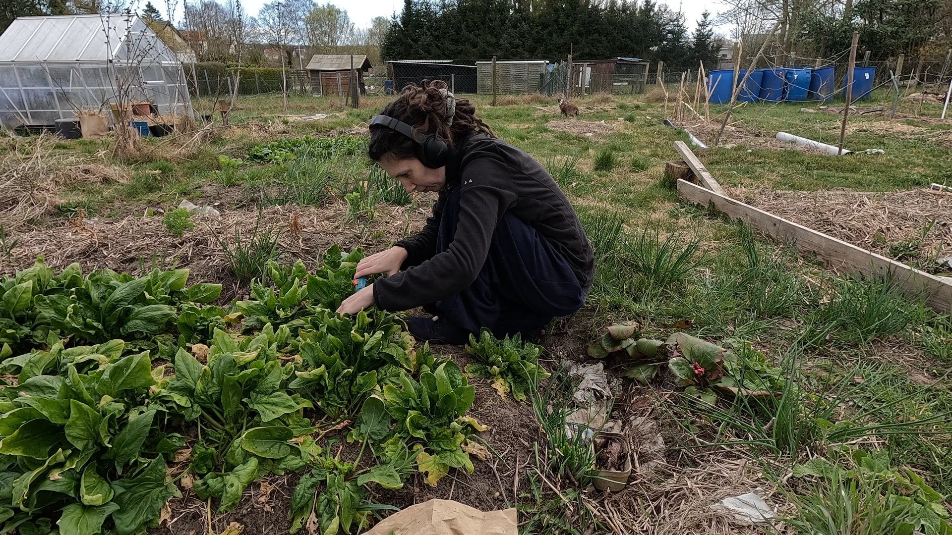 Kate is squatting next to a bed of spinach. The winter giant Verdil is no longer looking very fresh. It is huge and a lot of the leaves have started wilting.