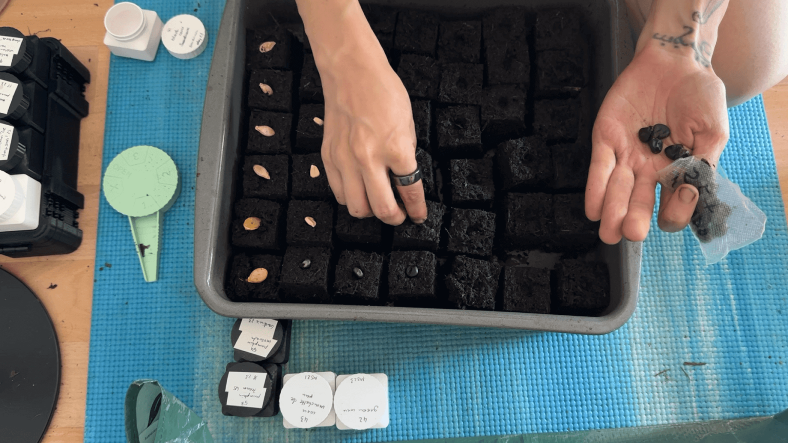 A view from above. Kate is adding seeds to a tray of soil blocks. On the left of the frame are some bottles with seeds. In her hand are bean seeds.