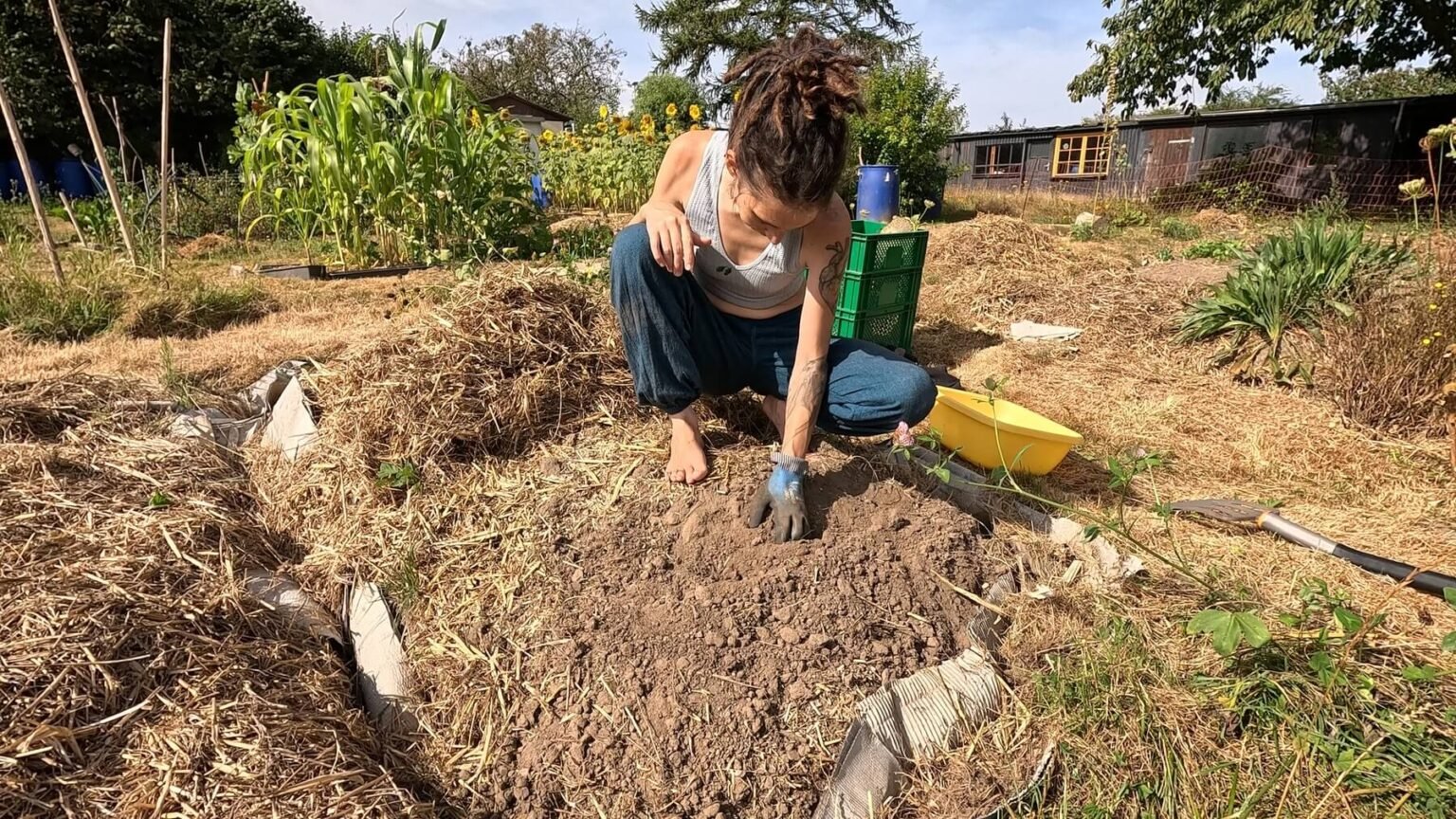 Kate is squatting on top of an empty bed. All the mulch has been pushed aside. IT's a sunny day.