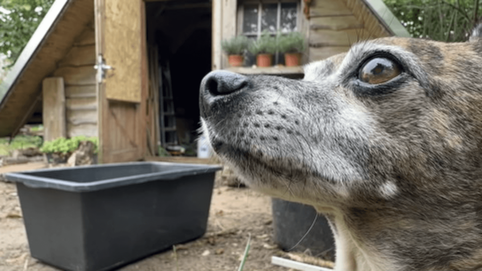 Kate's dog Pepper takes up most of the frame. His ears are just cut off on the right, and he is looking left. Behind him, there are some large black tubs and the garden house.