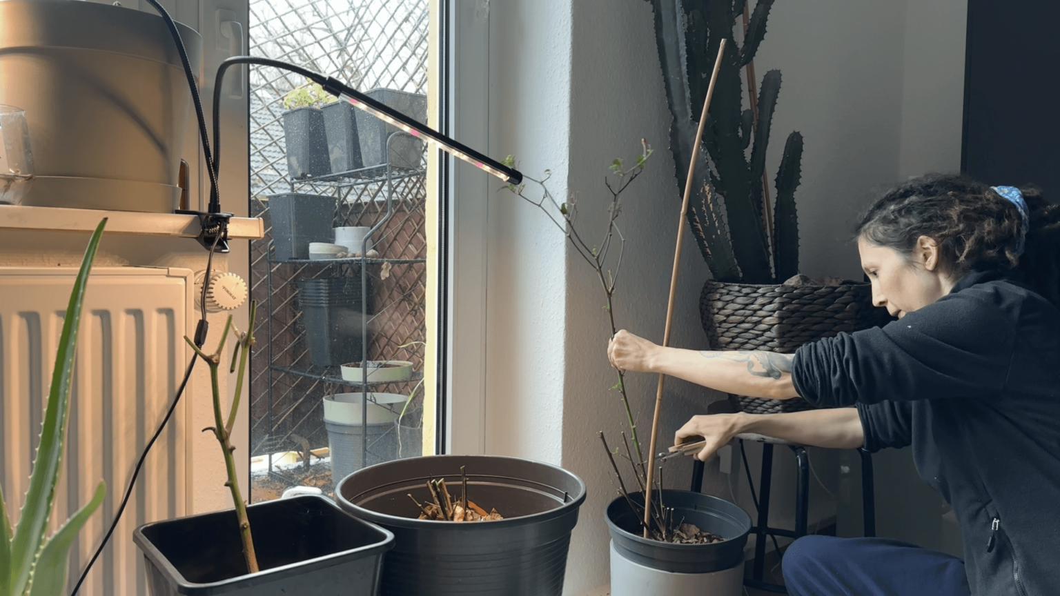 Kate squats next to a chili plant, cutting back all the branches. Two more cut-back plants stand to the left. In the background is the balcony door and a giant cacctus.