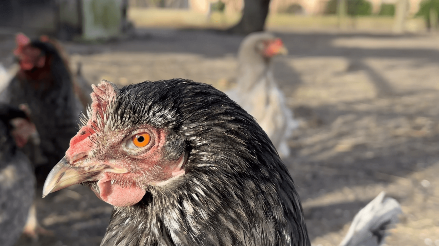 A portrait of a chicken looken to the left. The feathers are black, the lobes and comb red. The beak is a blackish yellow. In the background are a few more chickens.