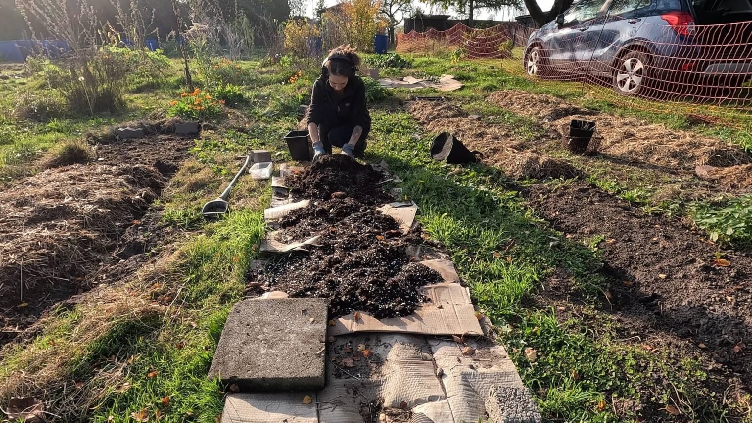 Kate squats at the end of a freshly made bed. There is cardboard on the grass and soil on the cardboard. She is wearing headphones agai. Around her are more narrow beds in rows.