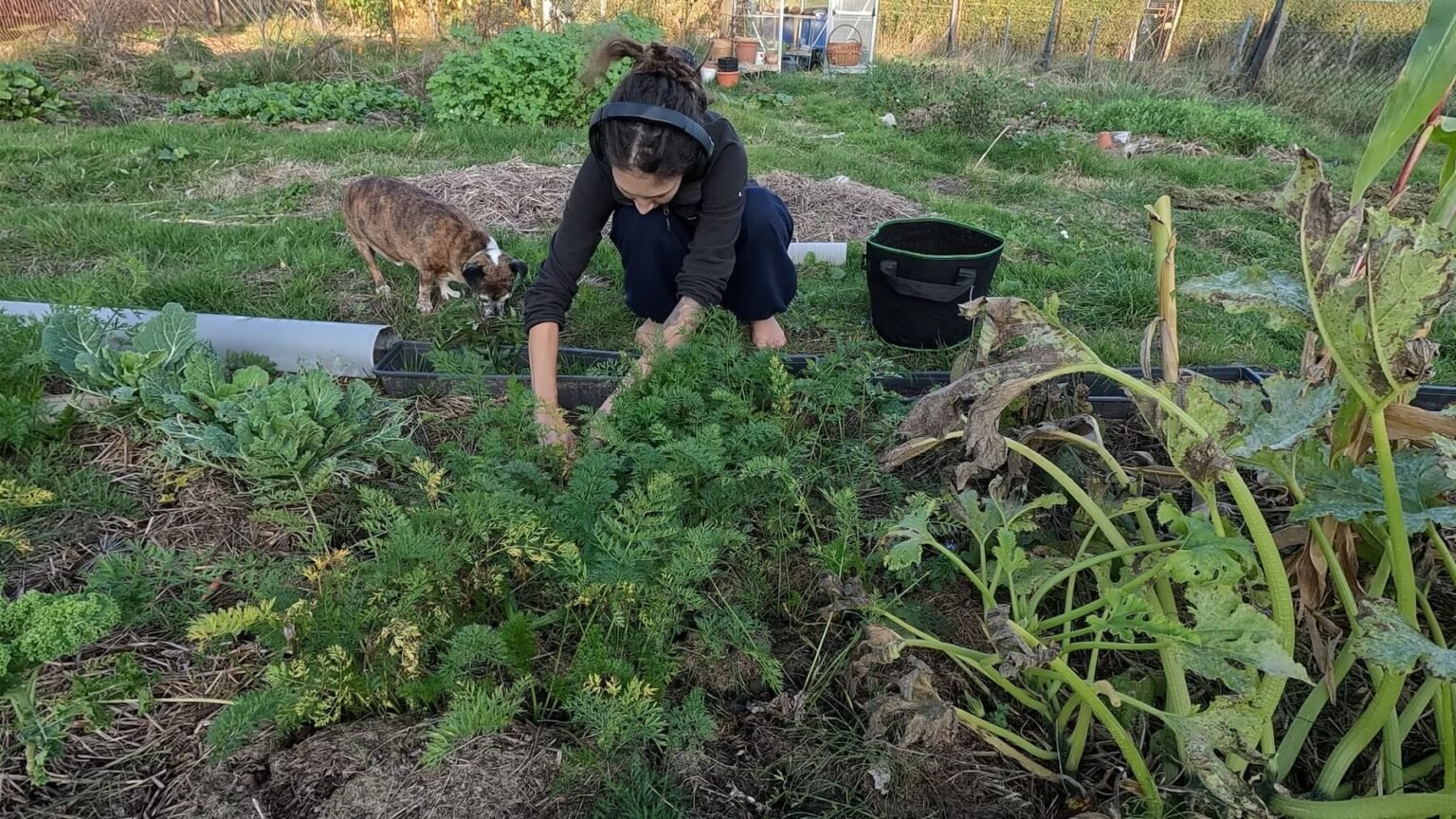 Kate squats next to a bedof carrots and kale. Pepper, her dog, stands next to her sniffing the harvest.