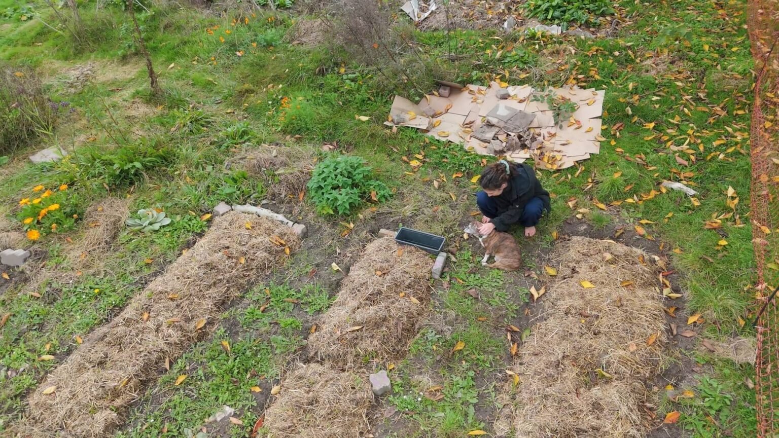 Drone footage from above the garlic and onion beds. Kate is squatting next to her dog between the rows, petting him. Leaves are all over the ground. Fall has arrived.