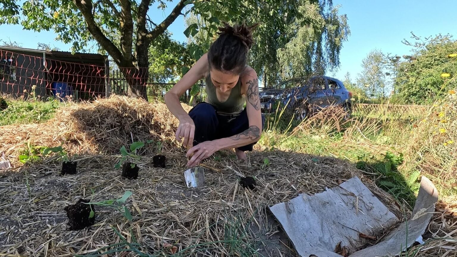 Kate is squatting in a straw-mulched bed. There are tiny brassica plants in soil blocks spread out and ready for planting. She is using a shovel to make a hole.