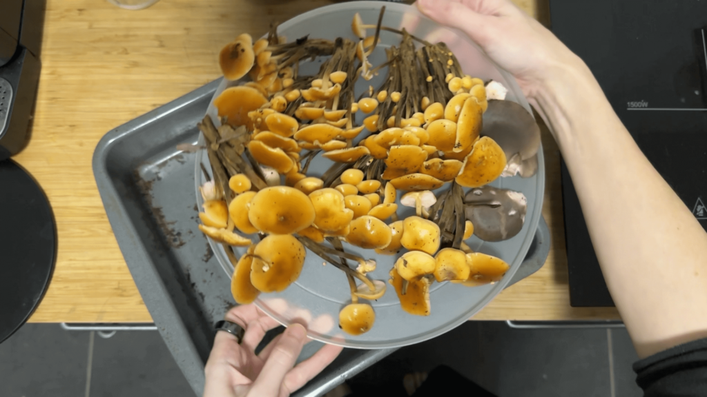 A view from above onto a tray with mushrooms. They have orange-brown caps and dark-brown stems. They are wild enoki.