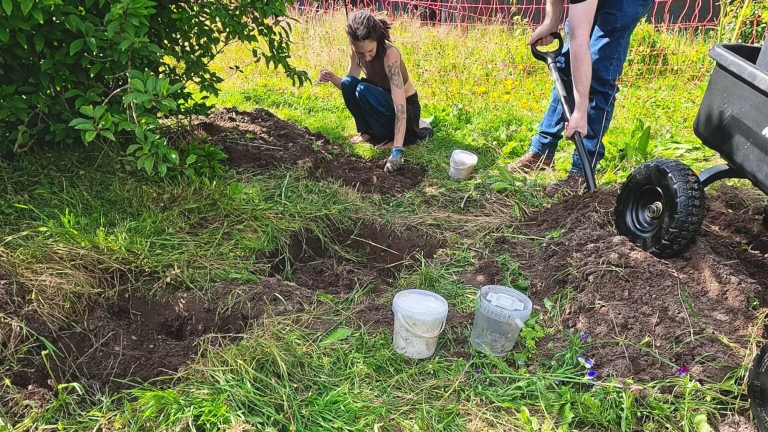 Kate squats next to a tiny garden bed. Two more are in the foreground. Next to the beds, three small plastic buckets with mushrooms spores are ready to be spread. Her husband is shoveling soil.