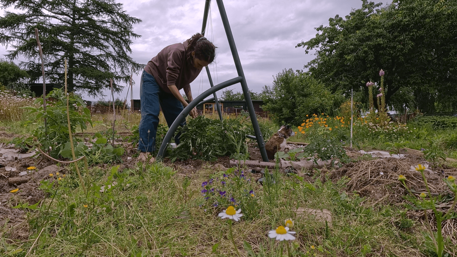 Kate stands next to the frame of a porch swing she is using as a trellis. She is trellising up tomato plants.