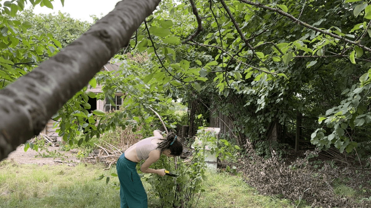 Kate saws down a small birch that is growing into currant bushes. There is greenery all around her.