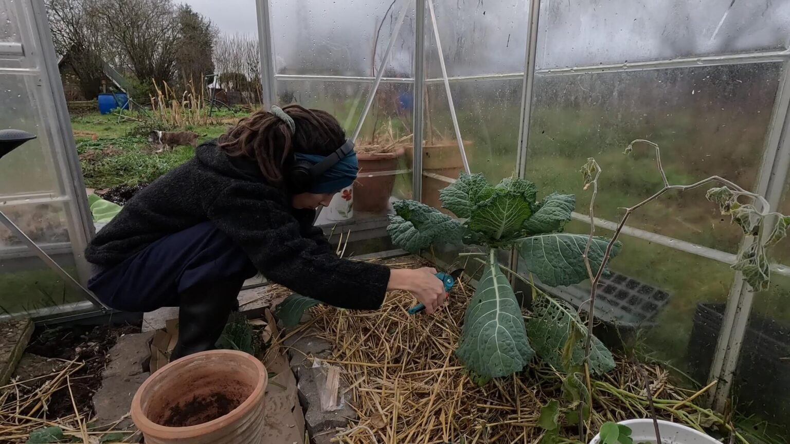 Kate is trimming leaves off a brassica plant in her greenhouse.