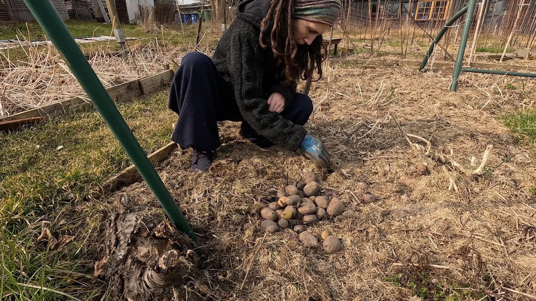 Kate is squatting in a garden bed, digging potatoes into the mulch. She is still wearing a heavy winter jacket.