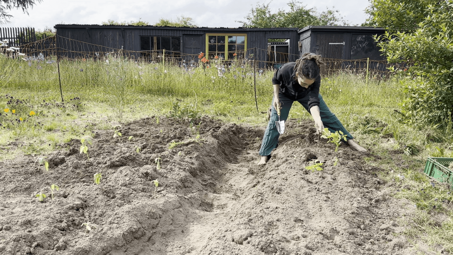 Kate stands with one foot on each side of  agarden bed. She is planting sunflowers. To the left of the frame, a second bed is already planted with small sunflower seedlings.