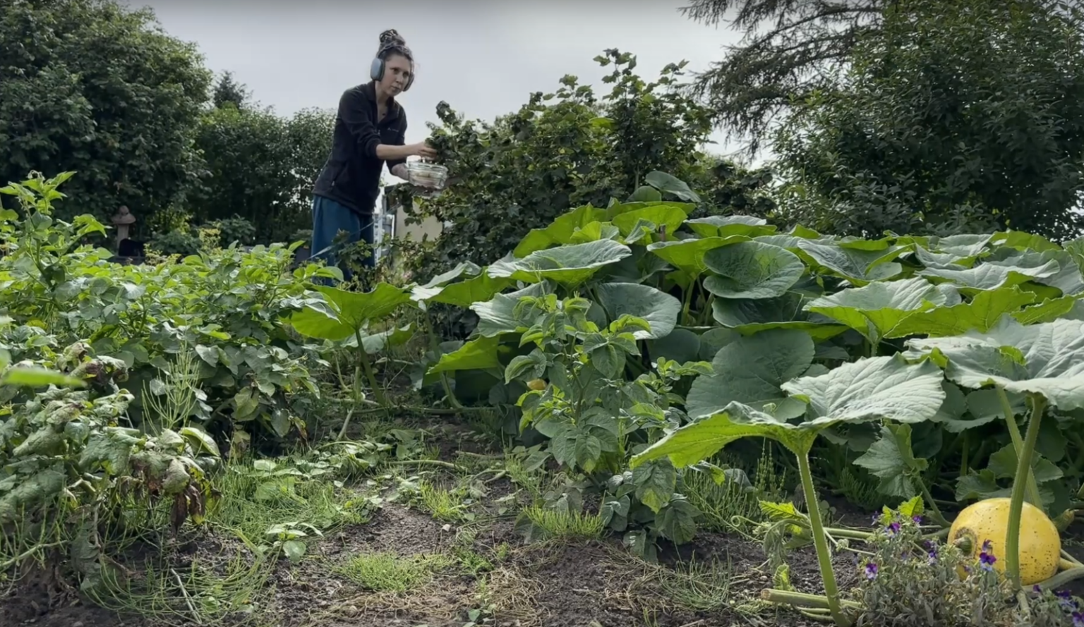 Kate harvests currants in an overgrown garden. There are pumpkins in the forground, and all kinds of greenery around her.