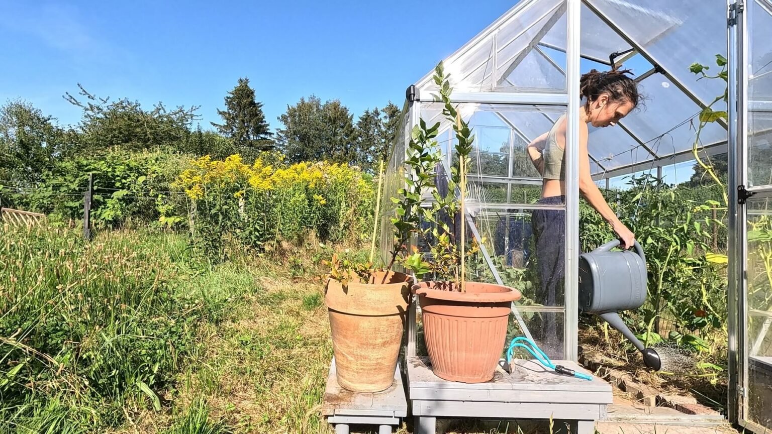 The camera is outside the greenhouse. The door is open and inside, Kate is watering plants with a watering can. To the left of the greenhouse, the grass is very high. Two blueberries stand outside the greenhouse.