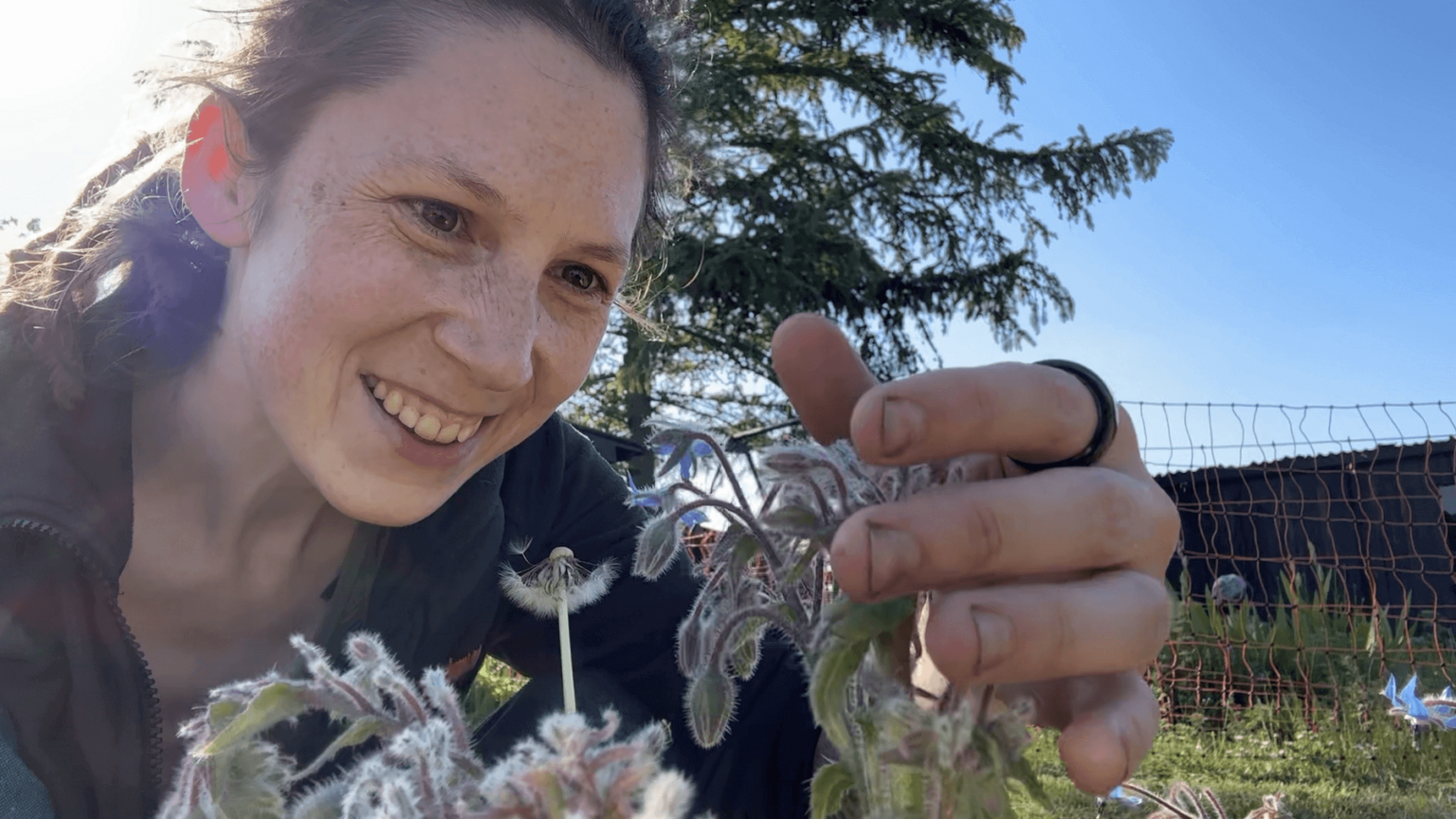 Kate is gently touching the blossoms of a borage plant. She is smiling diely. Her fingernails are dirty with dark soil.