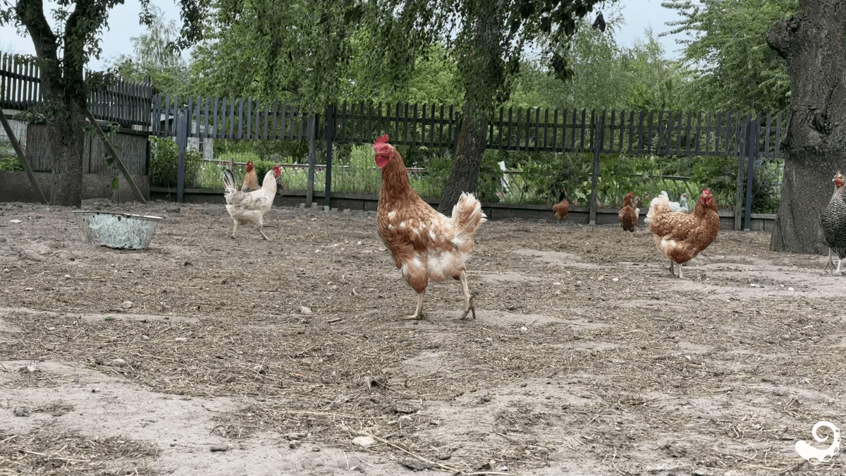 A brown chicken stands on a large earthen piece of land. Two more chickens are visible in the background.