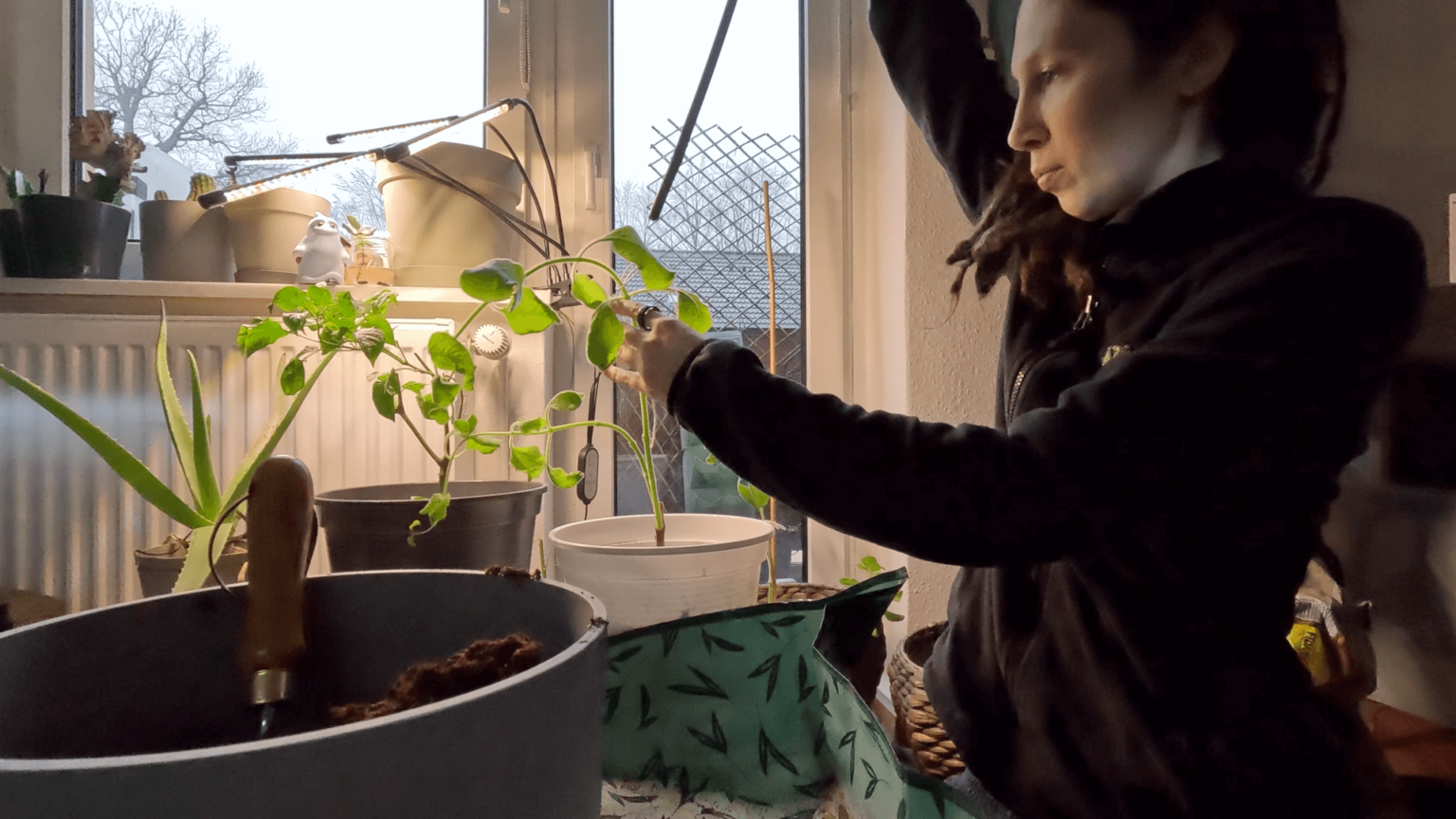 Kate sits next to her coffee table. She is working with her indoor plants. A pot with soil stands toward the camera while she is wrangling one plant into a new pot.