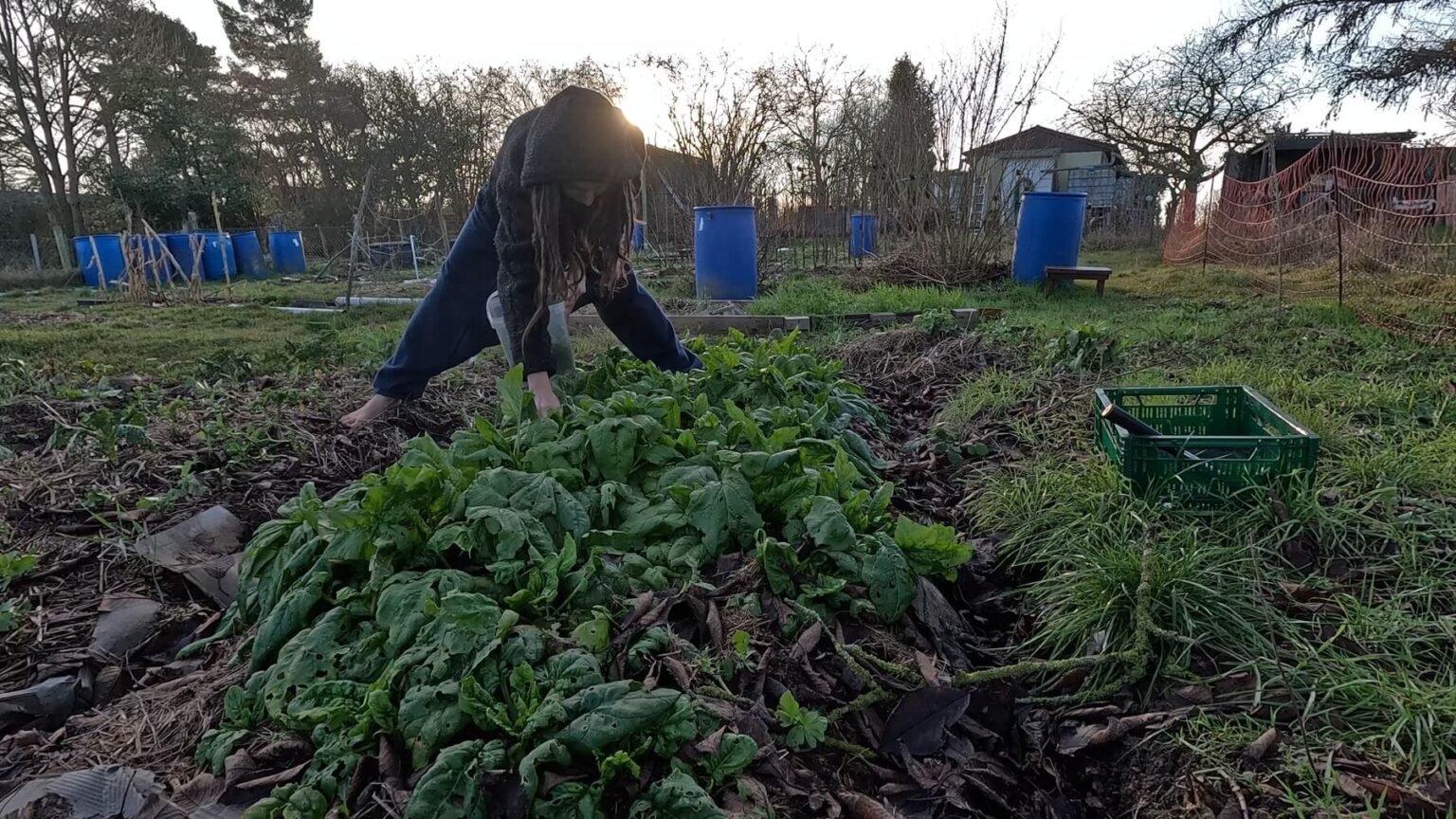 Kate bent over a spinach patch, harvesting. In the background, the sun is low. The garden is clearly in winter mode with little color.