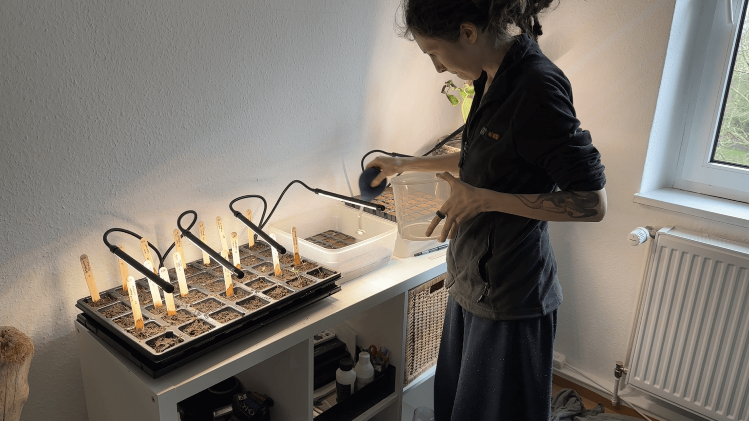 Kate stands next to her shelf watering a container with seedlings. To the left is a tray of more seedlings, some of the tray hasn't sprouted.