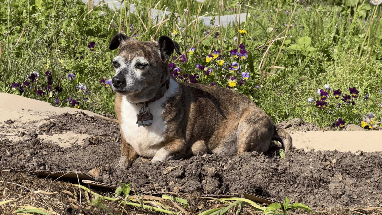 Kate's dog Pepper, a medium-sized mixed breed with a brindle coat and a white patch on the chest, lies on top of soil. The soil is on top of cardboard. Behind him, flowers and greenery are growing.