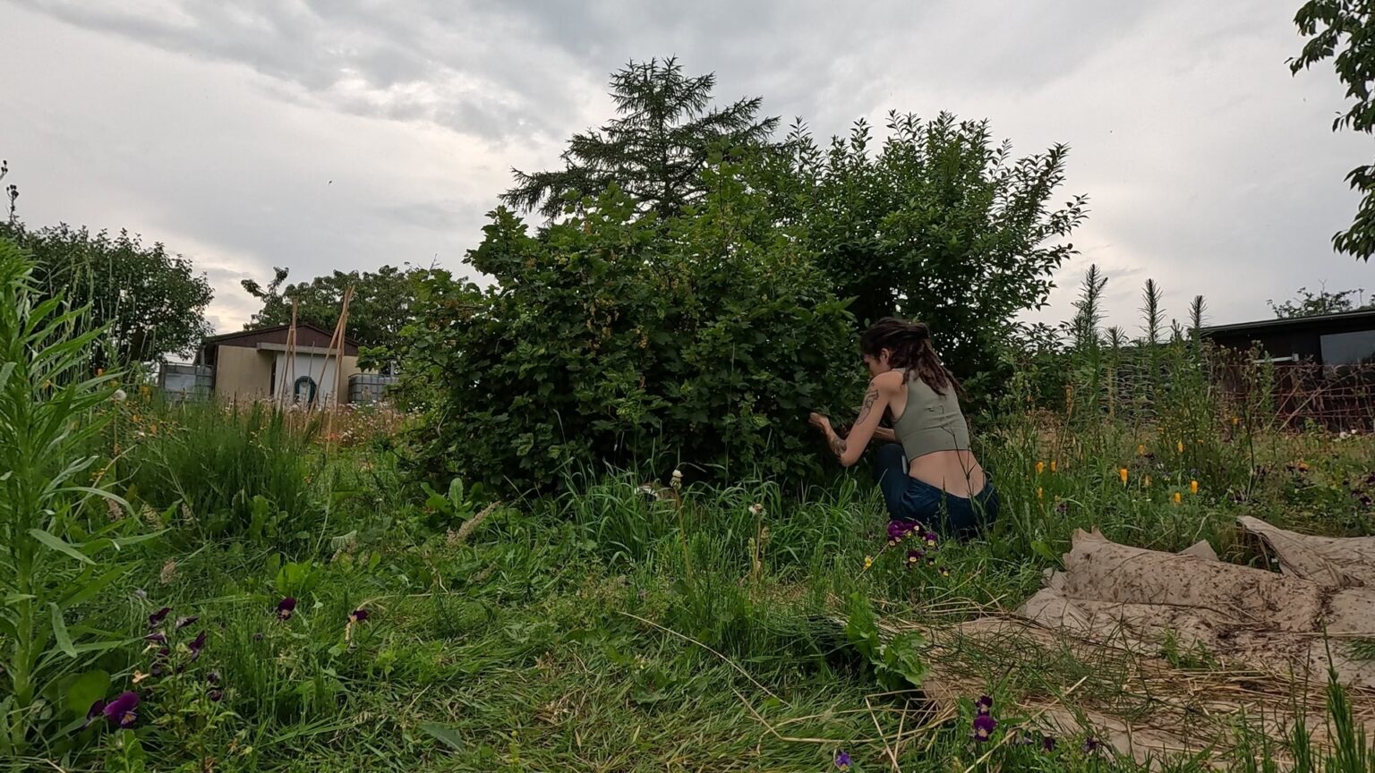 Kate is squatting in front of a curranttree, harvesting the fruit. The grass around her is overgrown.