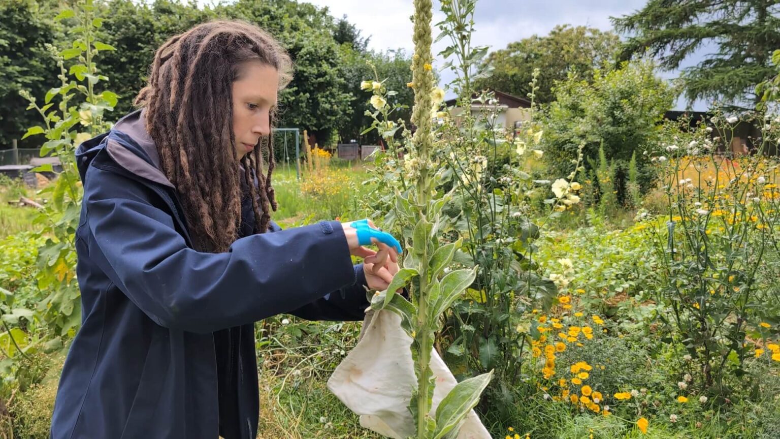 Kate is looking grumpy while harvesting mullein leaves for tea.