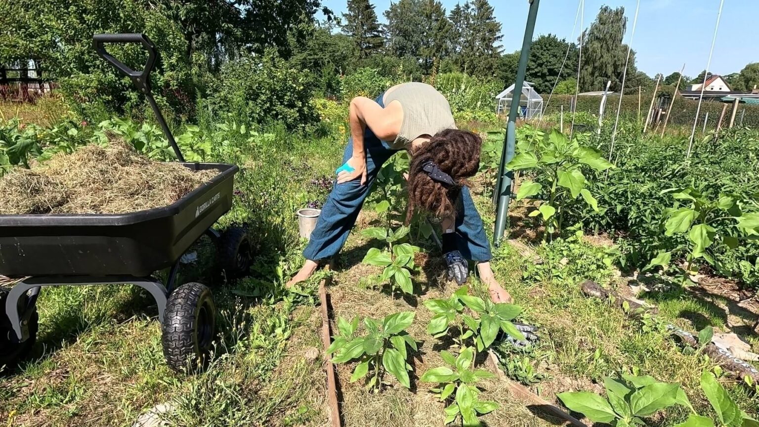 Kate stands with one foot on either side of a narrow garden bed. Next to her is her garden cart filled with straw. On the other side, her tomato bed ivisible, stick trellisses poking out in places.