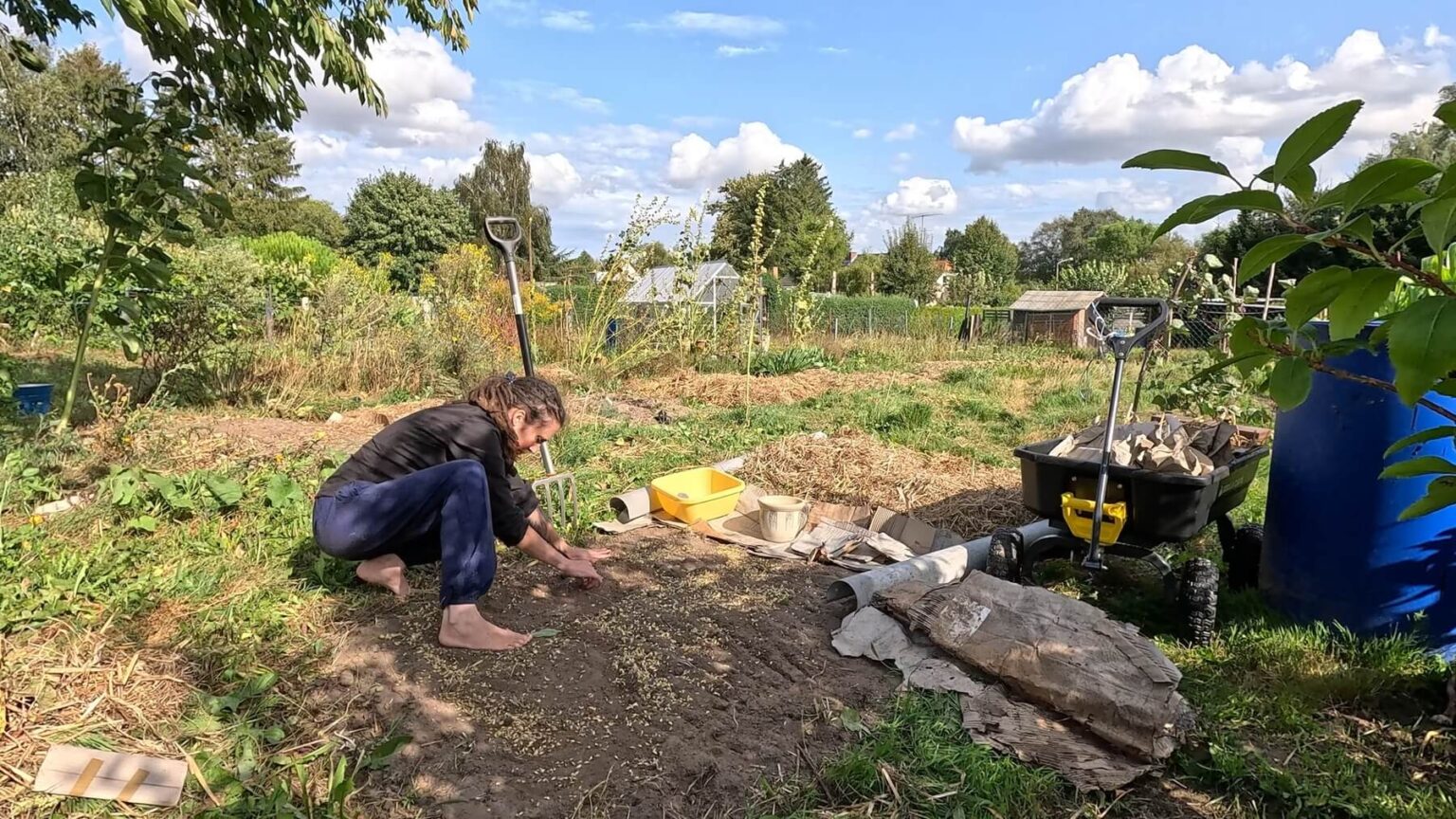 Kate is squatting in a garden bed covered in wheat seeds. A garden cart stands on the other side of the bed.