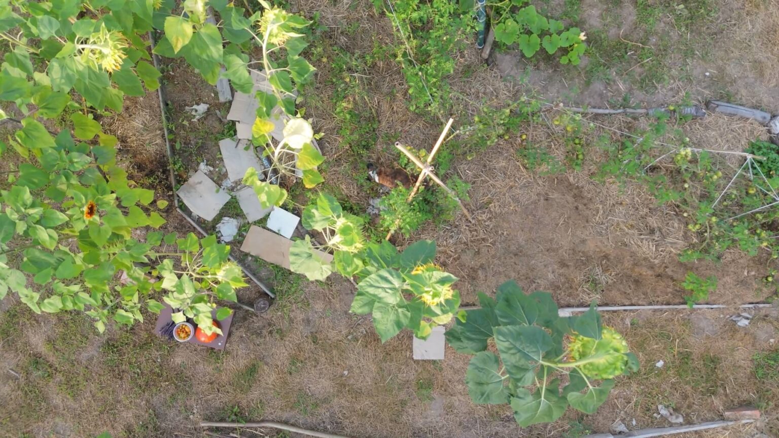 Drone footage from above the garden. Pepper has snuck into the tomato bed and is harvesting himself some tomatoes.