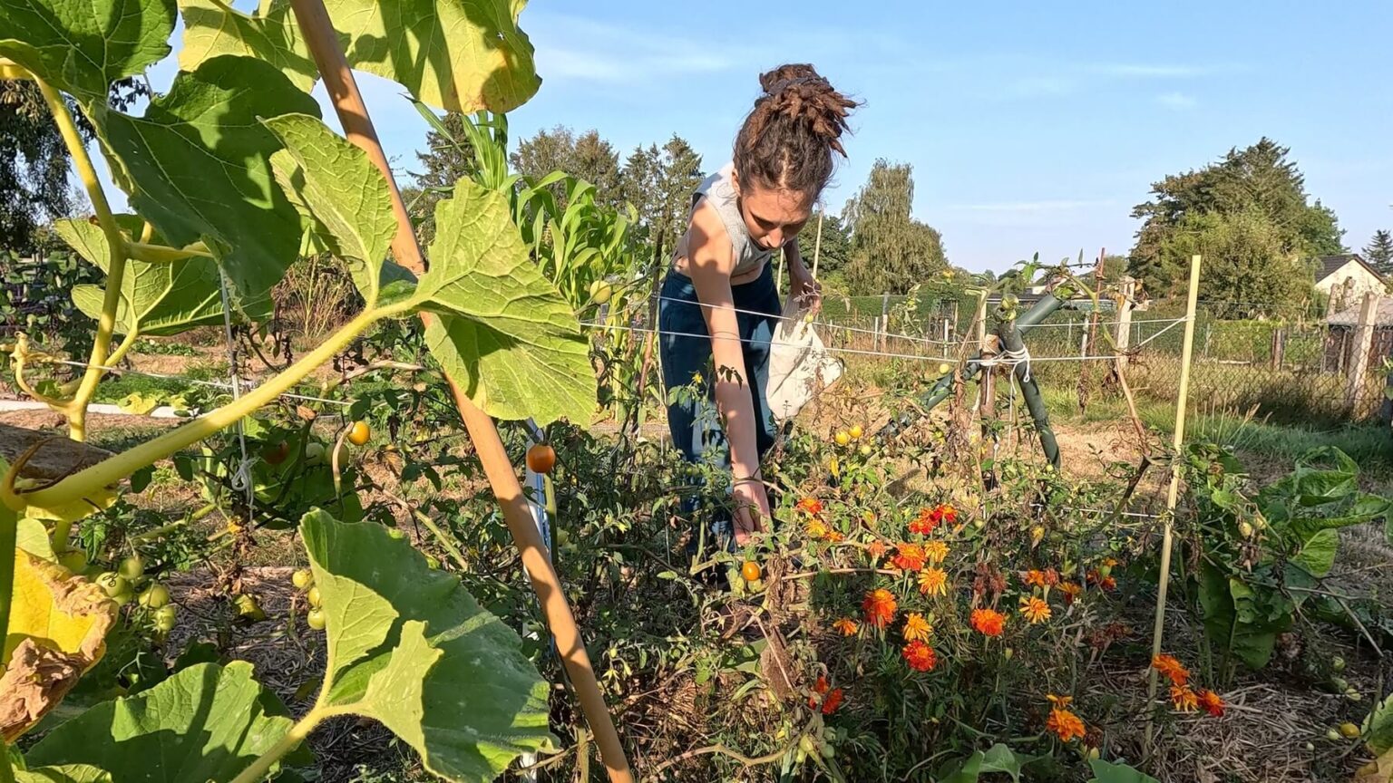 Kate is harvesting tomatoes from her Zuckertraube plant. In the foreground, a pumpkin grows up a trellis.