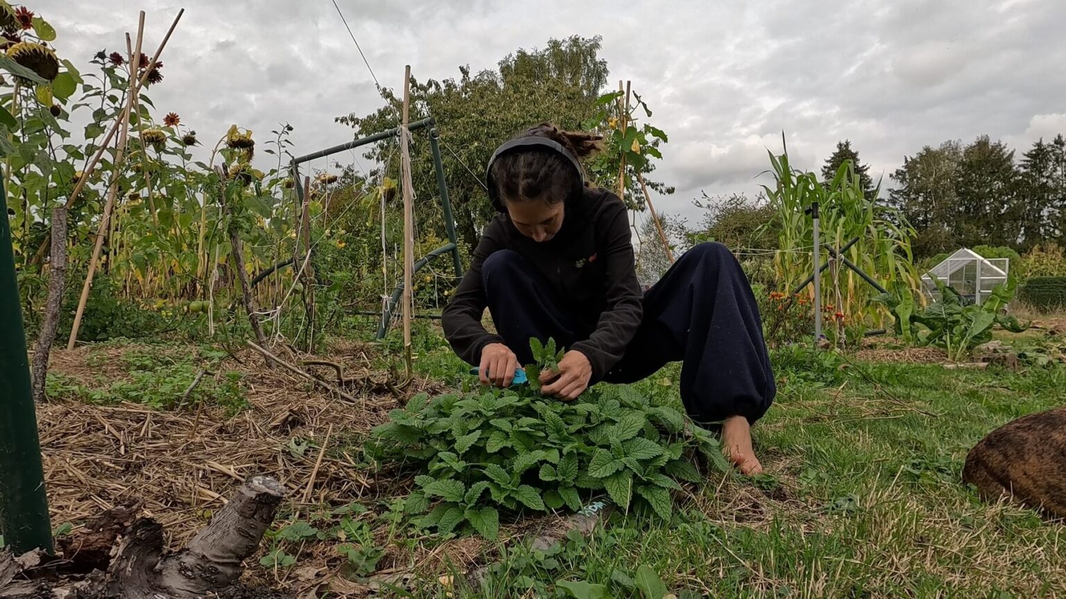 Kate squatsnext to a large lemon balm plant. In the background are sunflowers, the tomato trellis, and some corn plants. She is wearing headphones again.