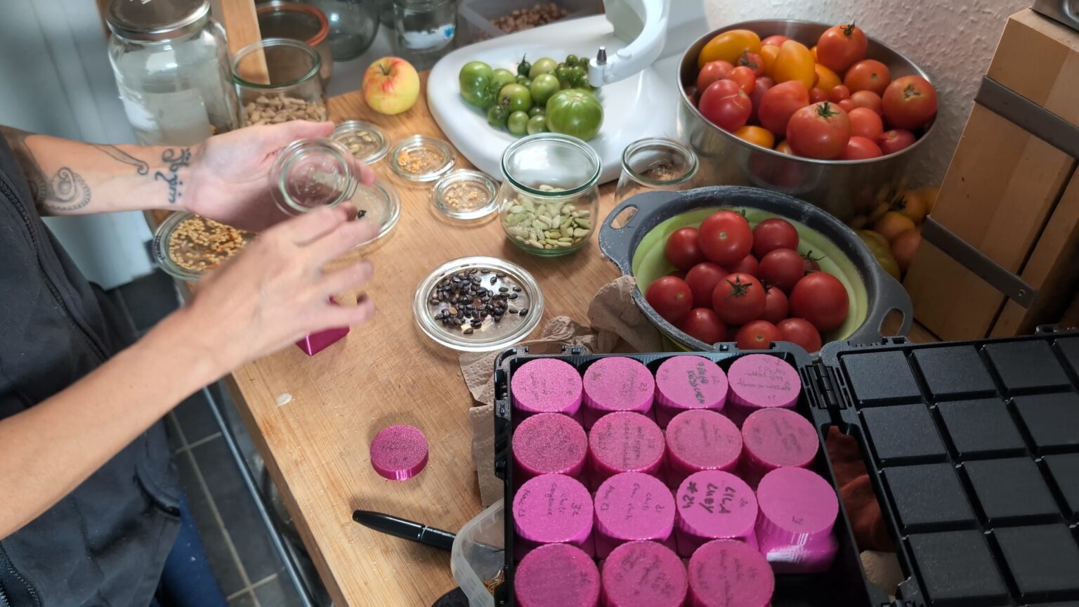 A view onto a countertop. There are tomatoes on most of the surface. In the remainig space, Kate is sorting seeds onto glass jar lids. Her seed box is to one side.