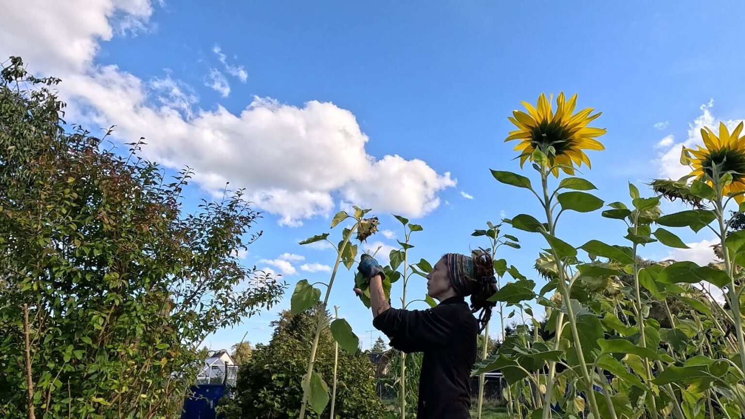 Kate is harvesting sunflower blossoms in her garden. Most of the sunflowers are taller than her.